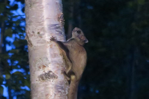 Northern Flying Squirrel