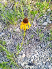 Echinacea paradoxa paradoxa