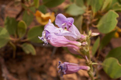 Penstemon laevis
