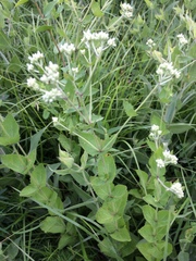 Parthenium integrifolium