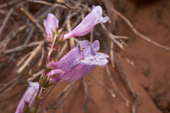 Penstemon laevis