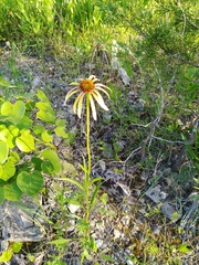 Echinacea paradoxa paradoxa