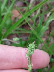 Carex styloflexa