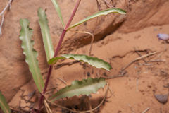 Penstemon laevis