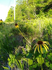 Echinacea paradoxa paradoxa