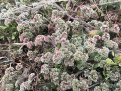 Chorizanthe cuspidata cuspidata