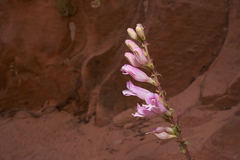 Penstemon laevis