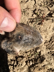 Thomomys talpoides