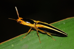 Semiotus bilineatus