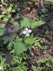 Houttuynia cordata
