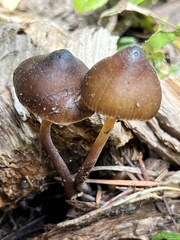 Mycena nivicola