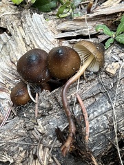 Mycena nivicola