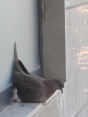 Streptopelia senegalensis