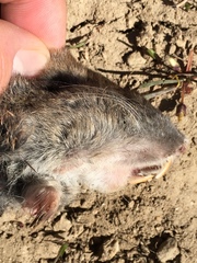 Thomomys talpoides