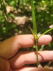 Scleria oligantha