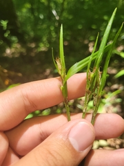 Scleria oligantha