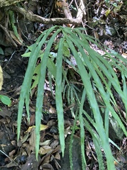 Pteris longipinna