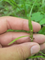 Scleria oligantha