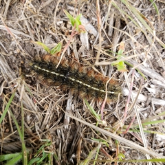 Apantesis nevadensis