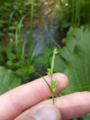 Carex styloflexa