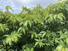 Rhamnus nakaharai