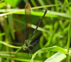 Calopteryx angustipennis
