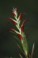 Tillandsia leiboldiana