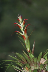 Tillandsia leiboldiana