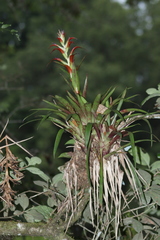 Tillandsia leiboldiana