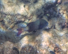 Parupeneus insularis