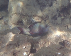 Parupeneus insularis