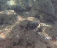 Parupeneus insularis