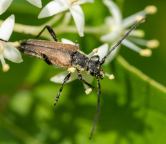 Trachysida mutabilis