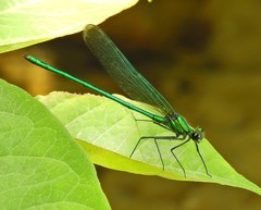 Calopteryx angustipennis