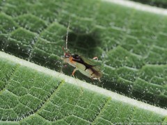 Hyaliodes