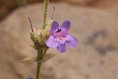 Penstemon humilis obtusifolius