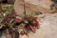 Penstemon humilis obtusifolius