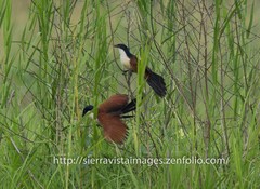 Centropus senegalensis