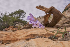 Penstemon laevis