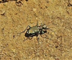 Cicindela ancocisconensis