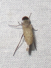 Litolinga acuta