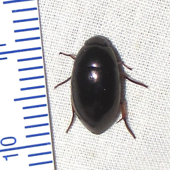 Tropisternus quadristriatus