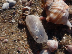 Vulsella