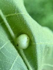 Phylloxera caryaemagna