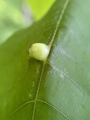 Phylloxera caryaemagna