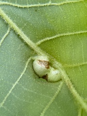 Phylloxera caryaemagna