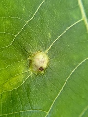 Phylloxera caryaemagna