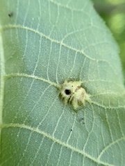 Phylloxera caryaemagna