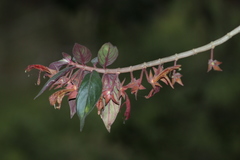 Columnea schiedeana