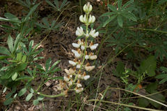 Lupinus barbiger